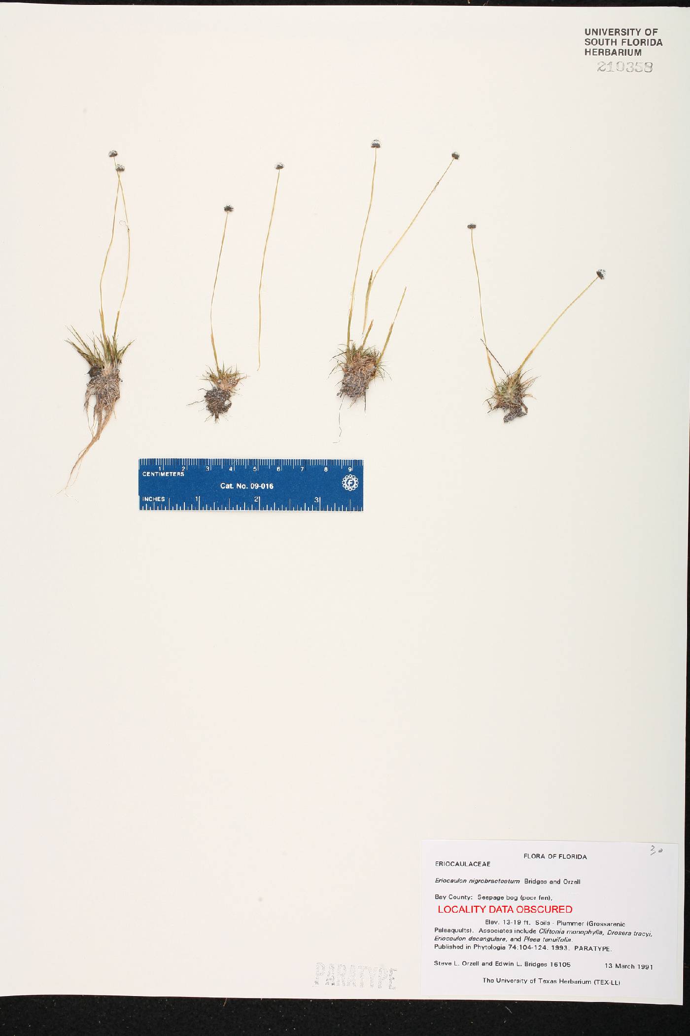 Eriocaulon nigrobracteatum image