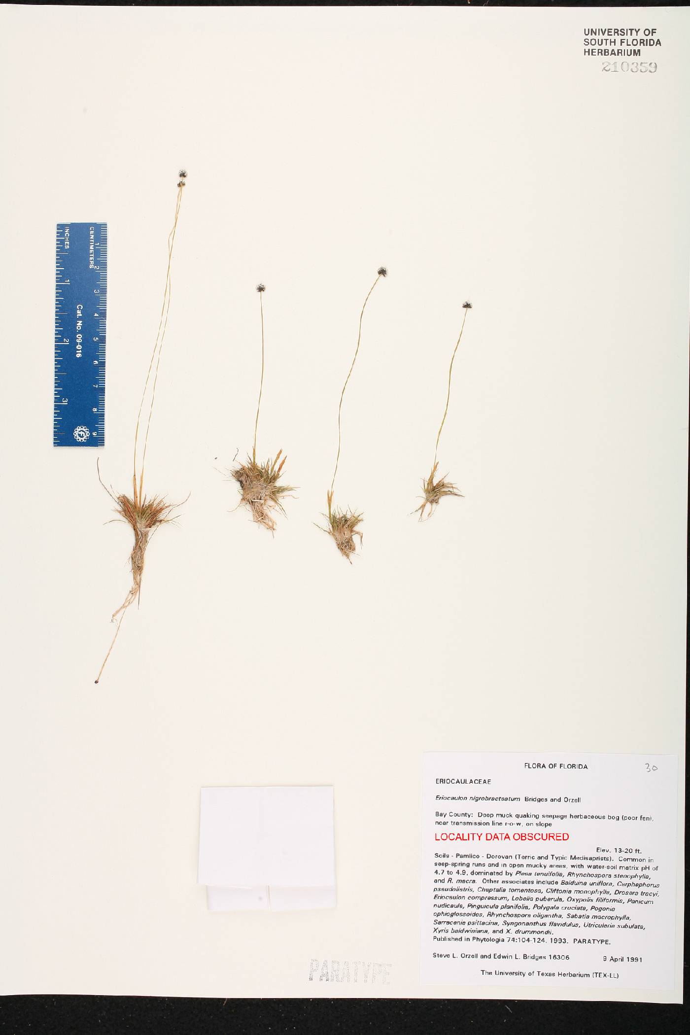 Eriocaulon nigrobracteatum image