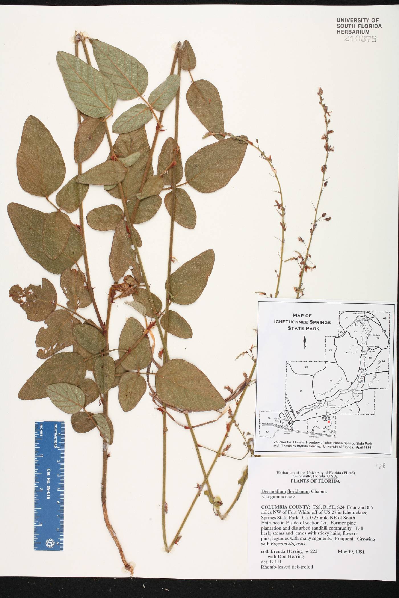 Desmodium floridanum image