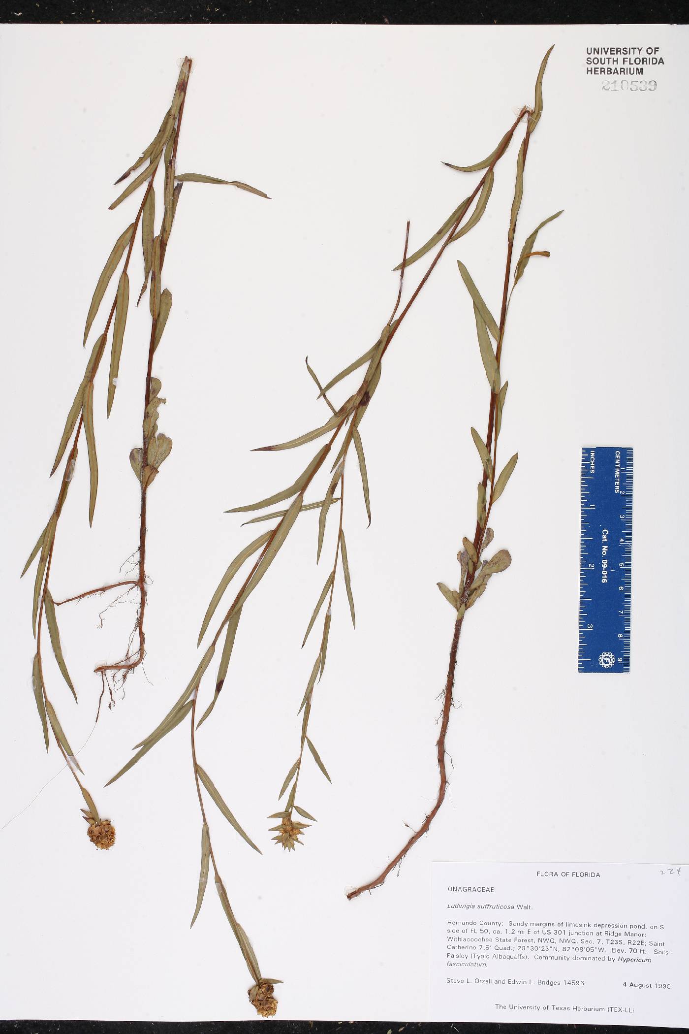 Ludwigia suffruticosa image