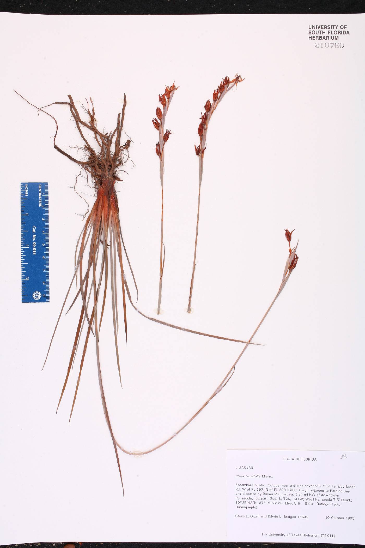 Pleea tenuifolia image