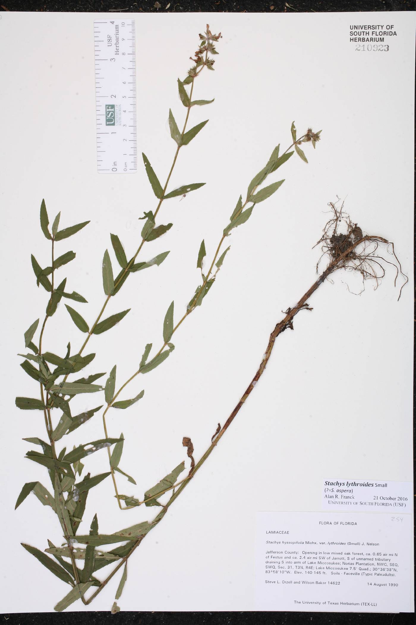 Stachys lythroides image