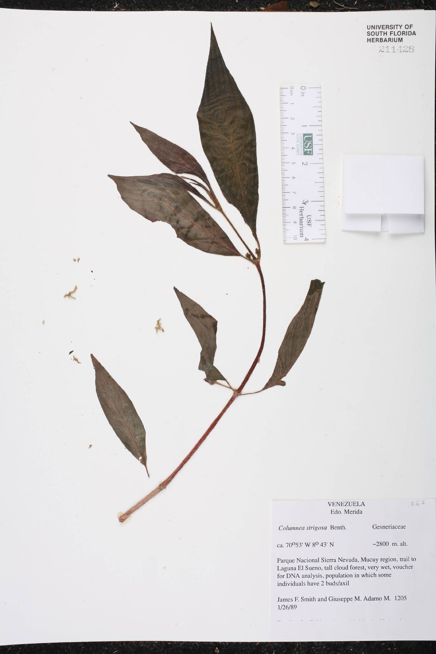 Columnea strigosa image