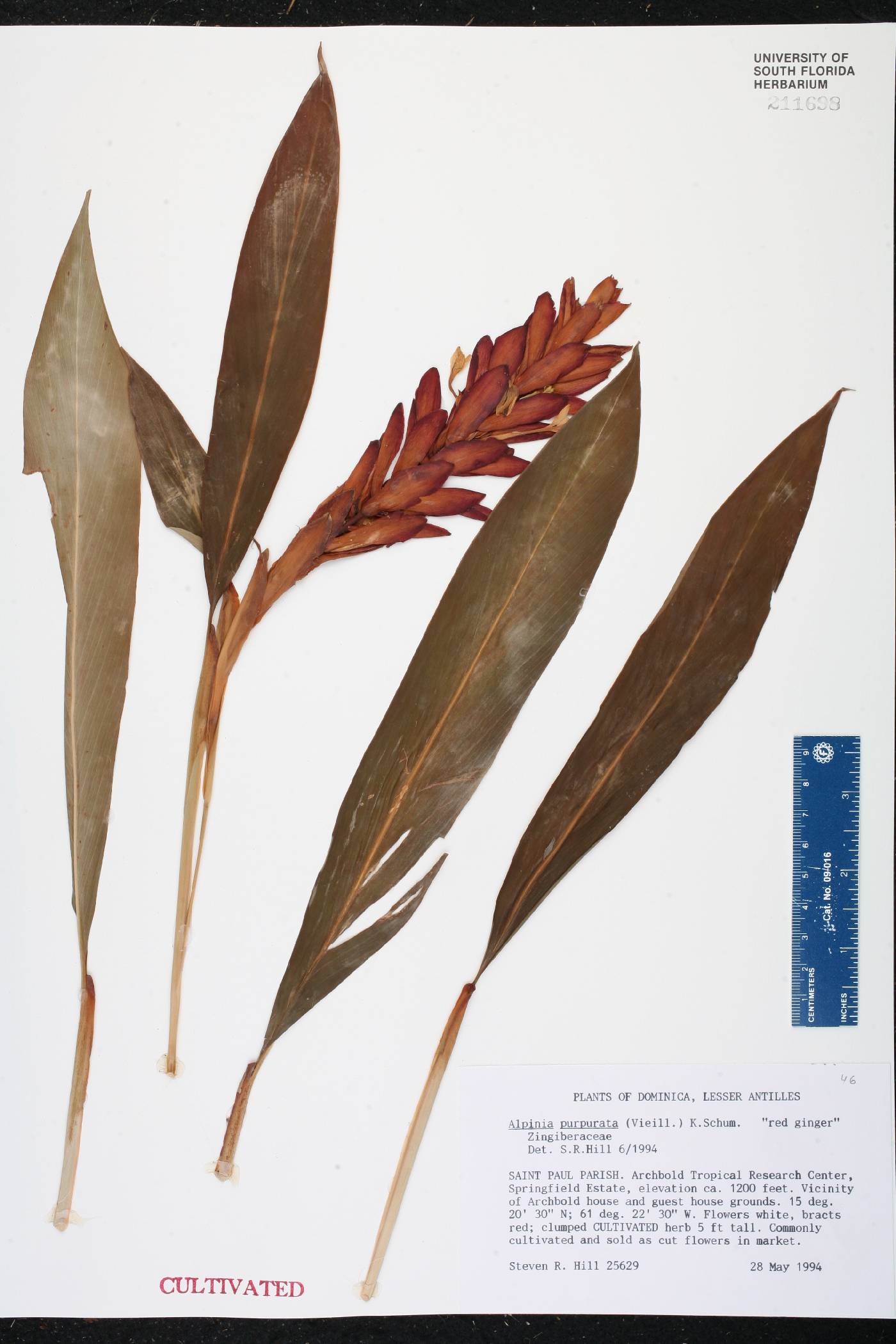 Alpinia purpurata image