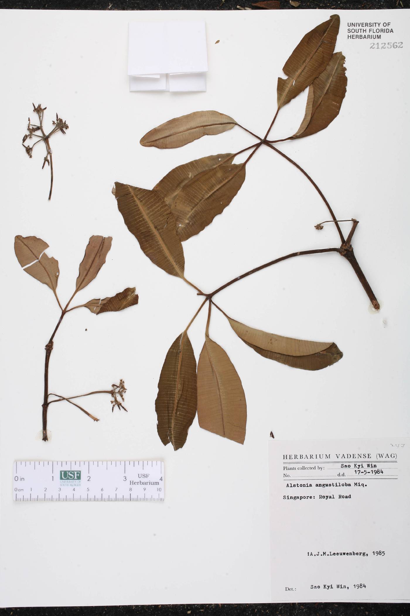 Alstonia angustiloba image