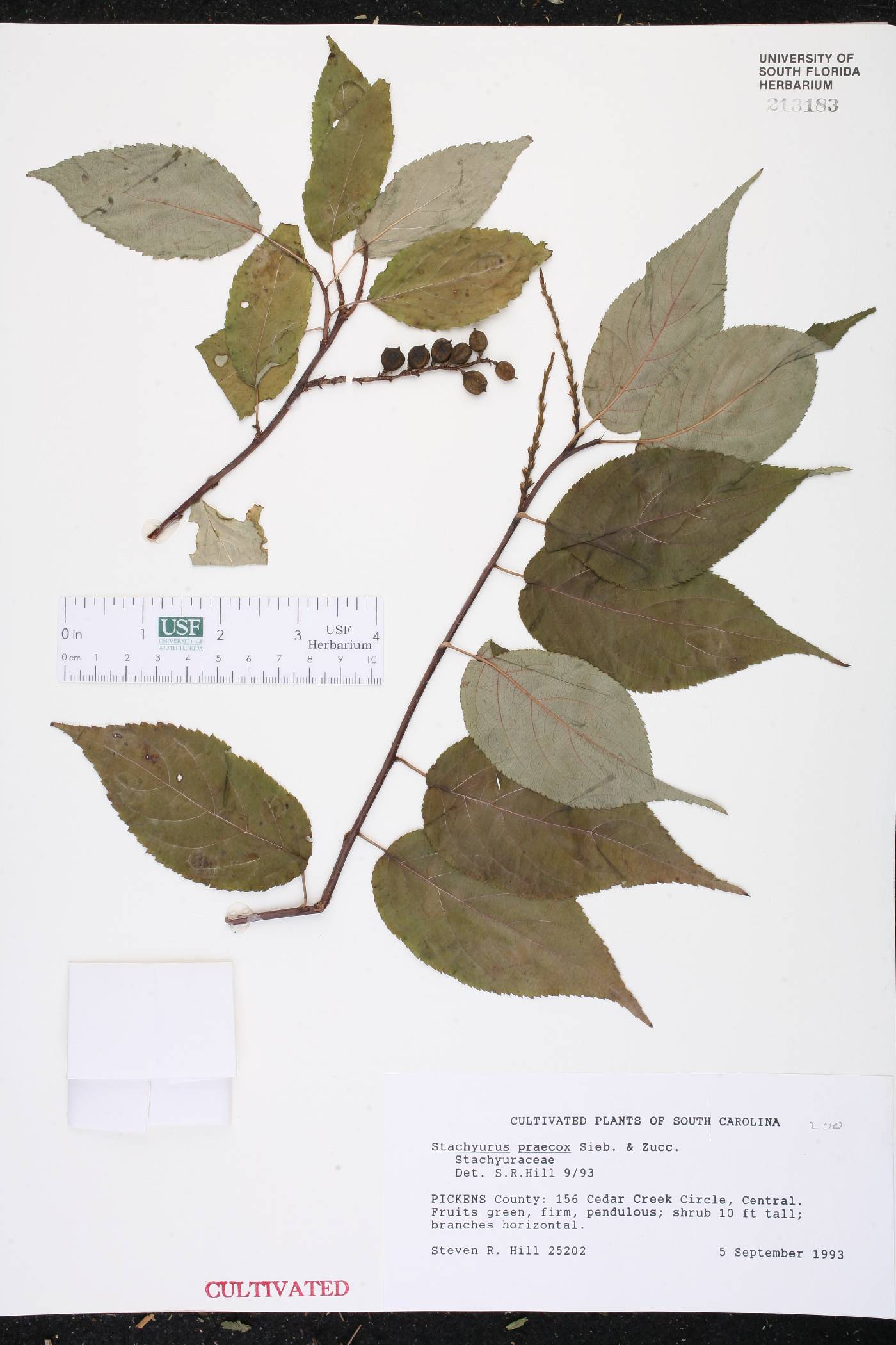 Stachyurus praecox image