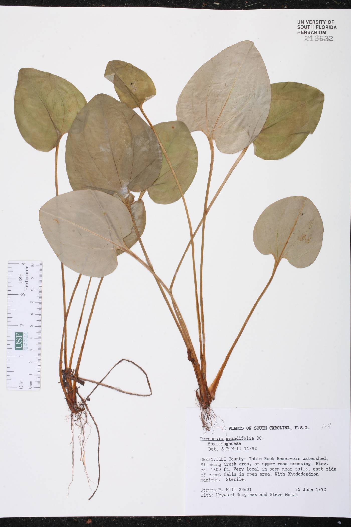 Parnassia grandifolia image