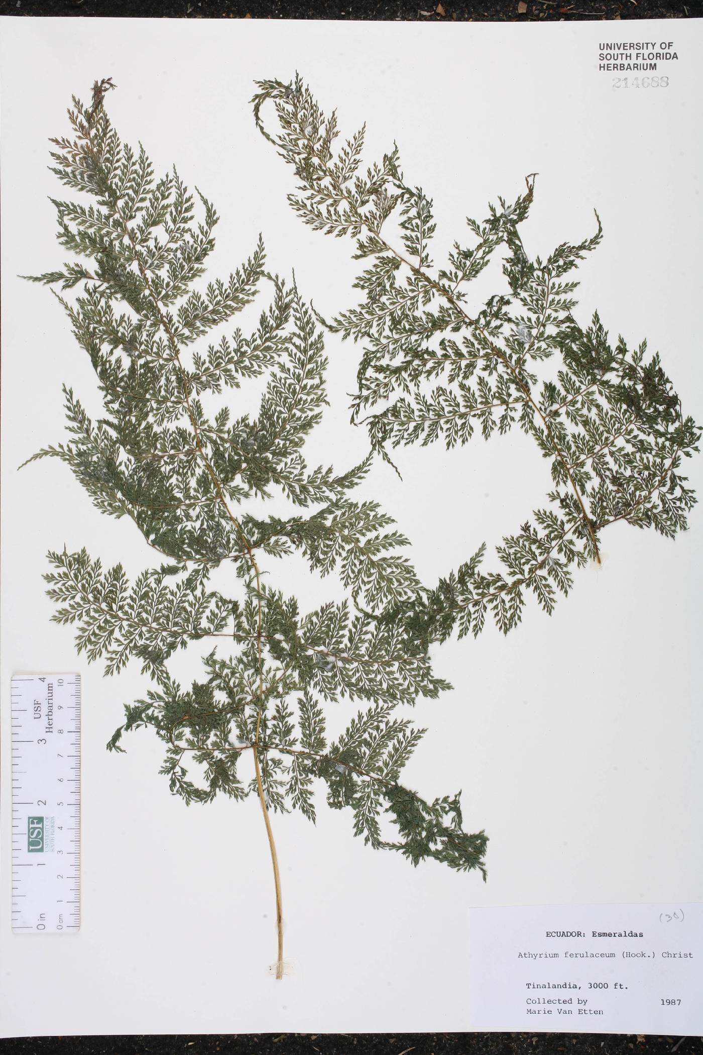 Athyrium ferulaceum image