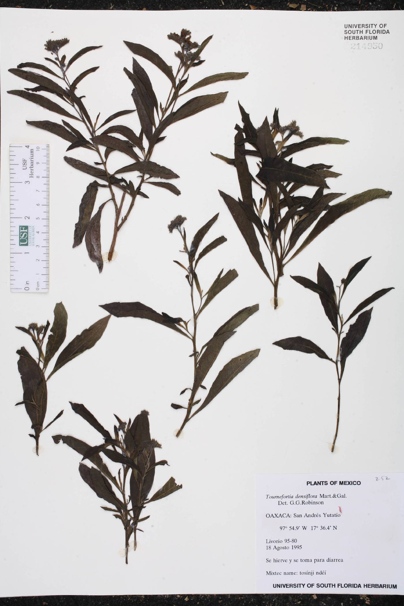 Tournefortia densiflora image