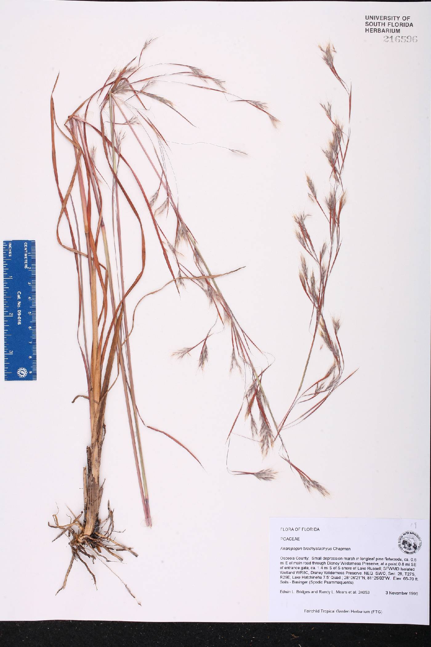 Andropogon brachystachyus image