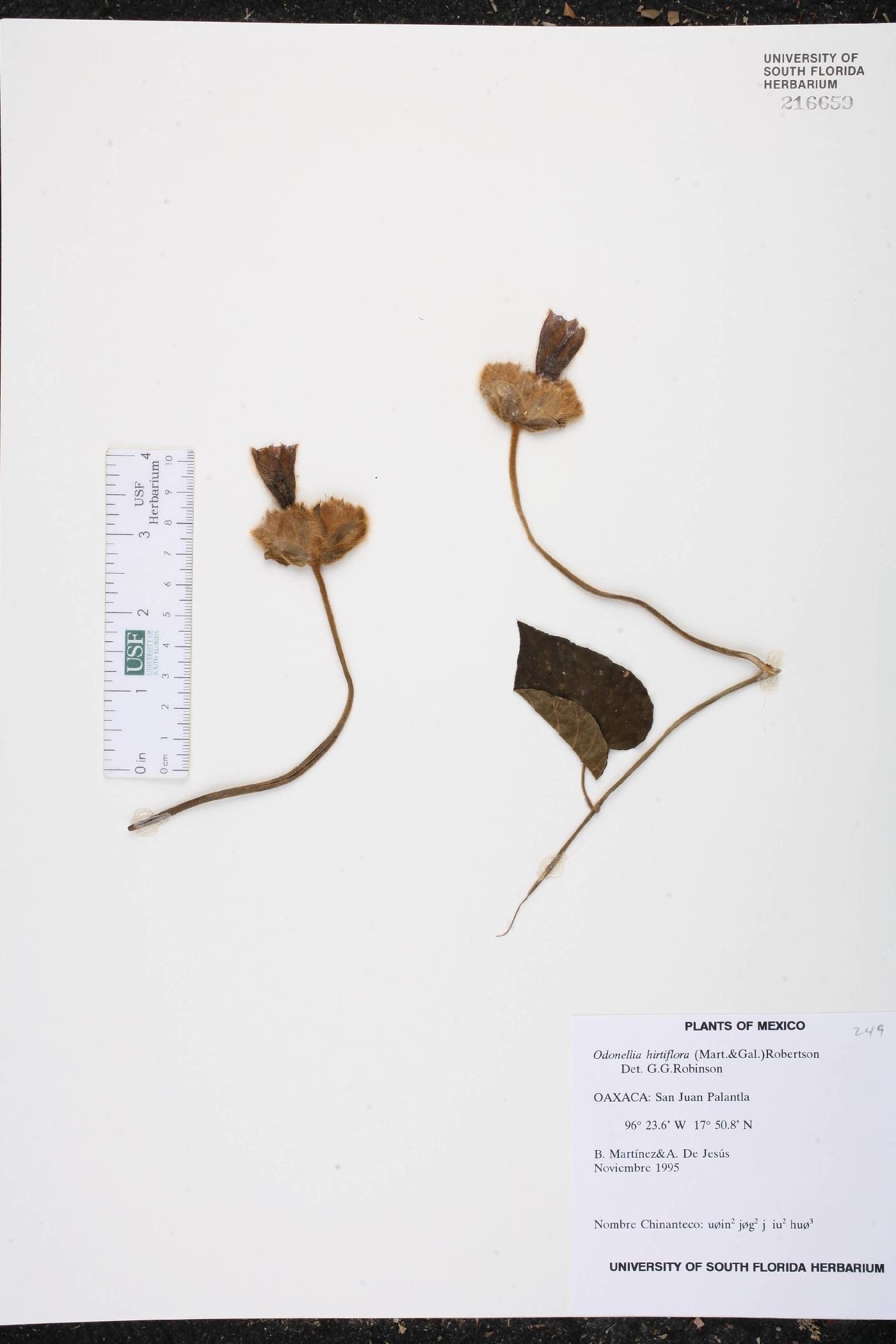 Odonellia hirtiflora image