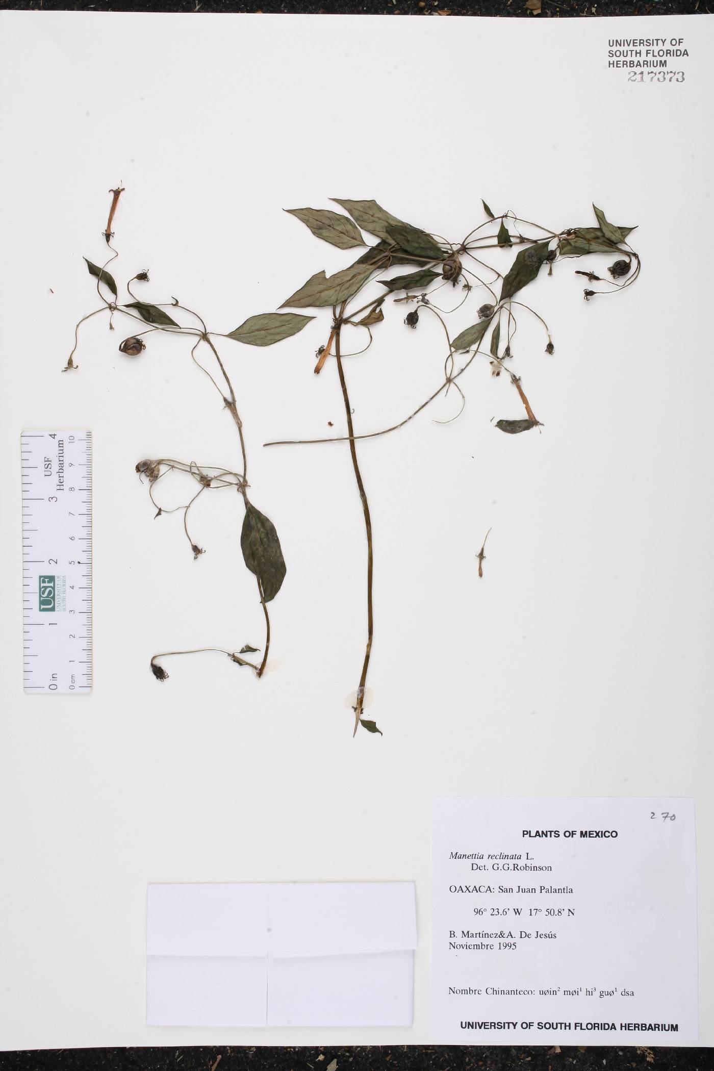 Manettia reclinata image