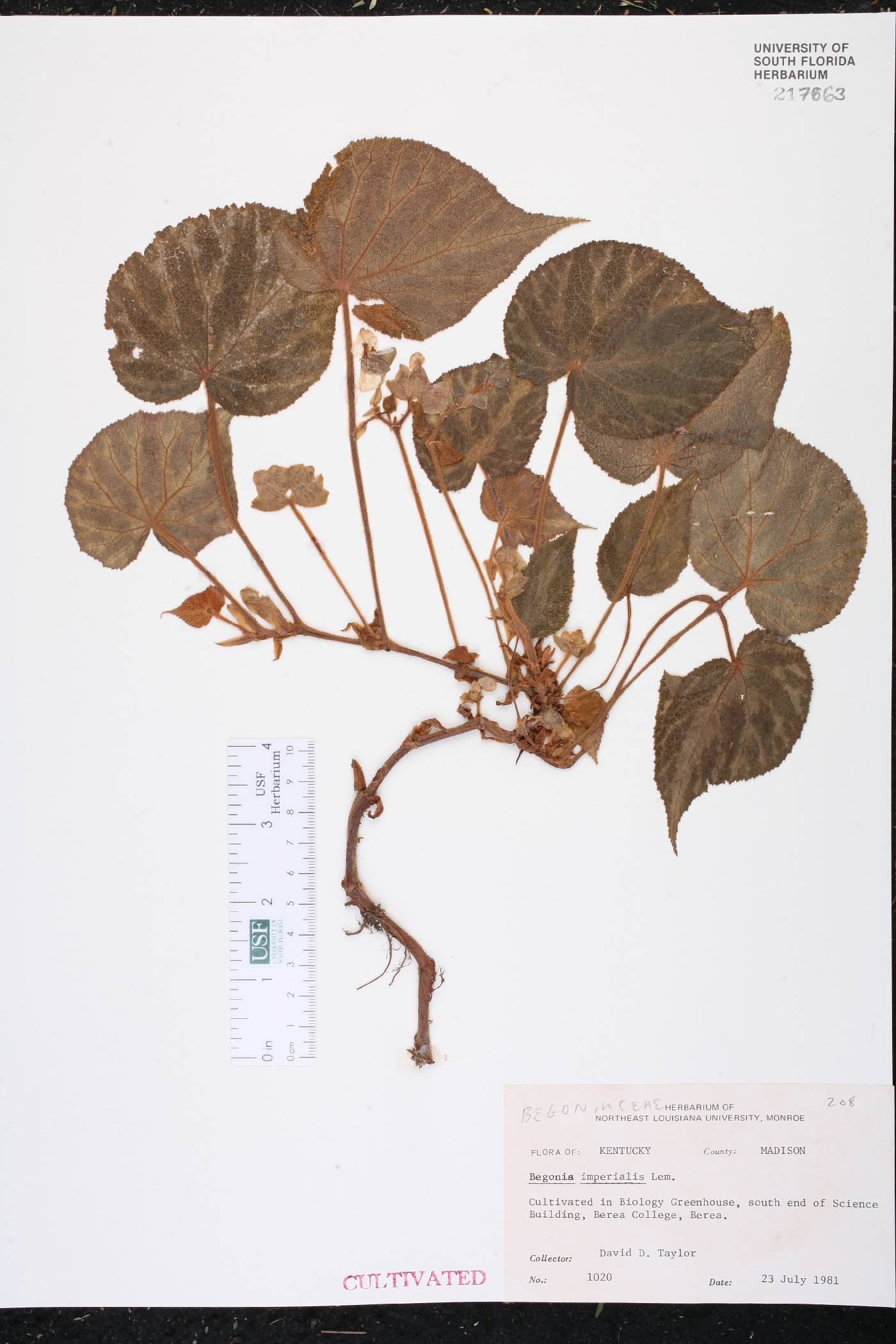 Begonia imperialis image
