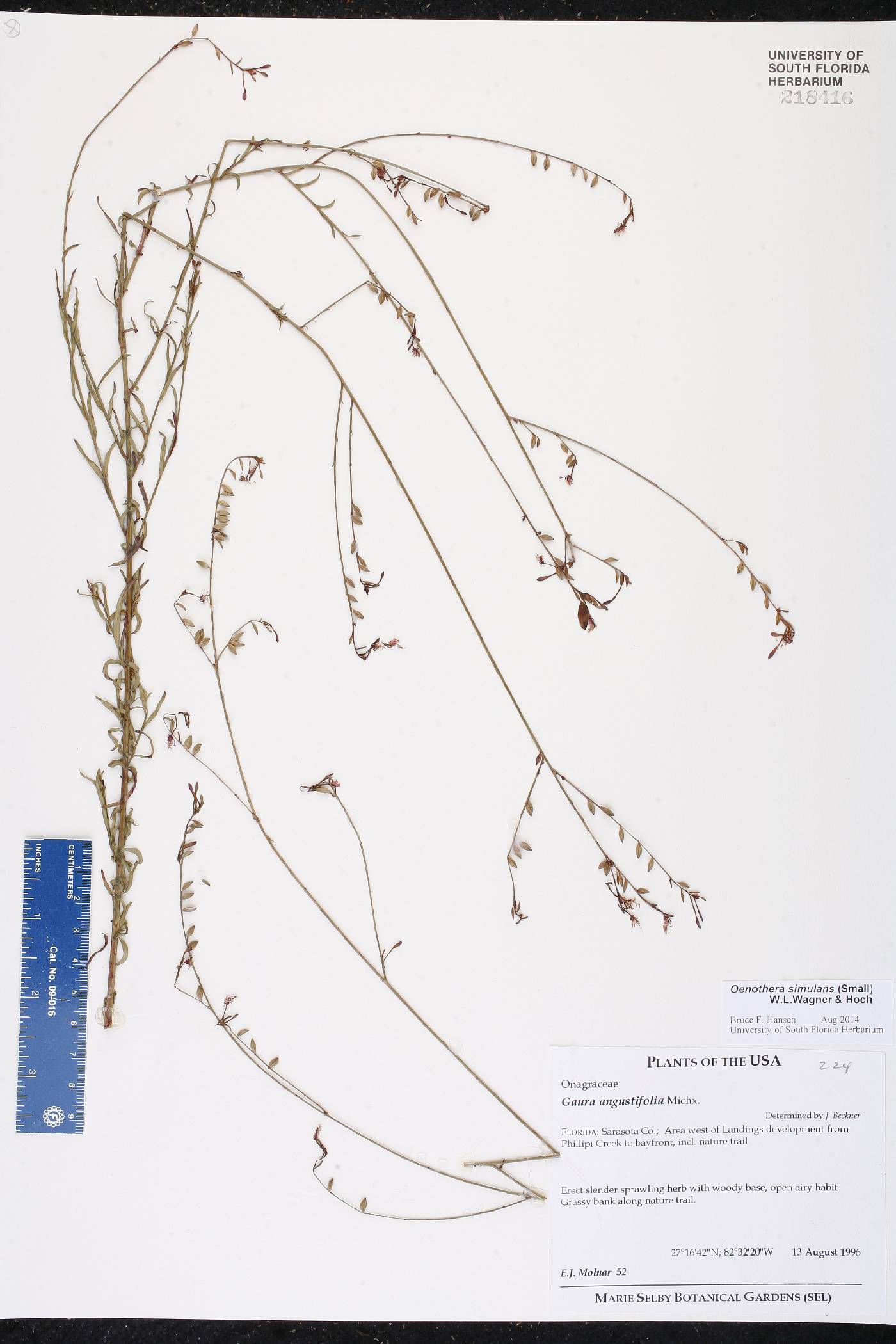 Oenothera simulans image