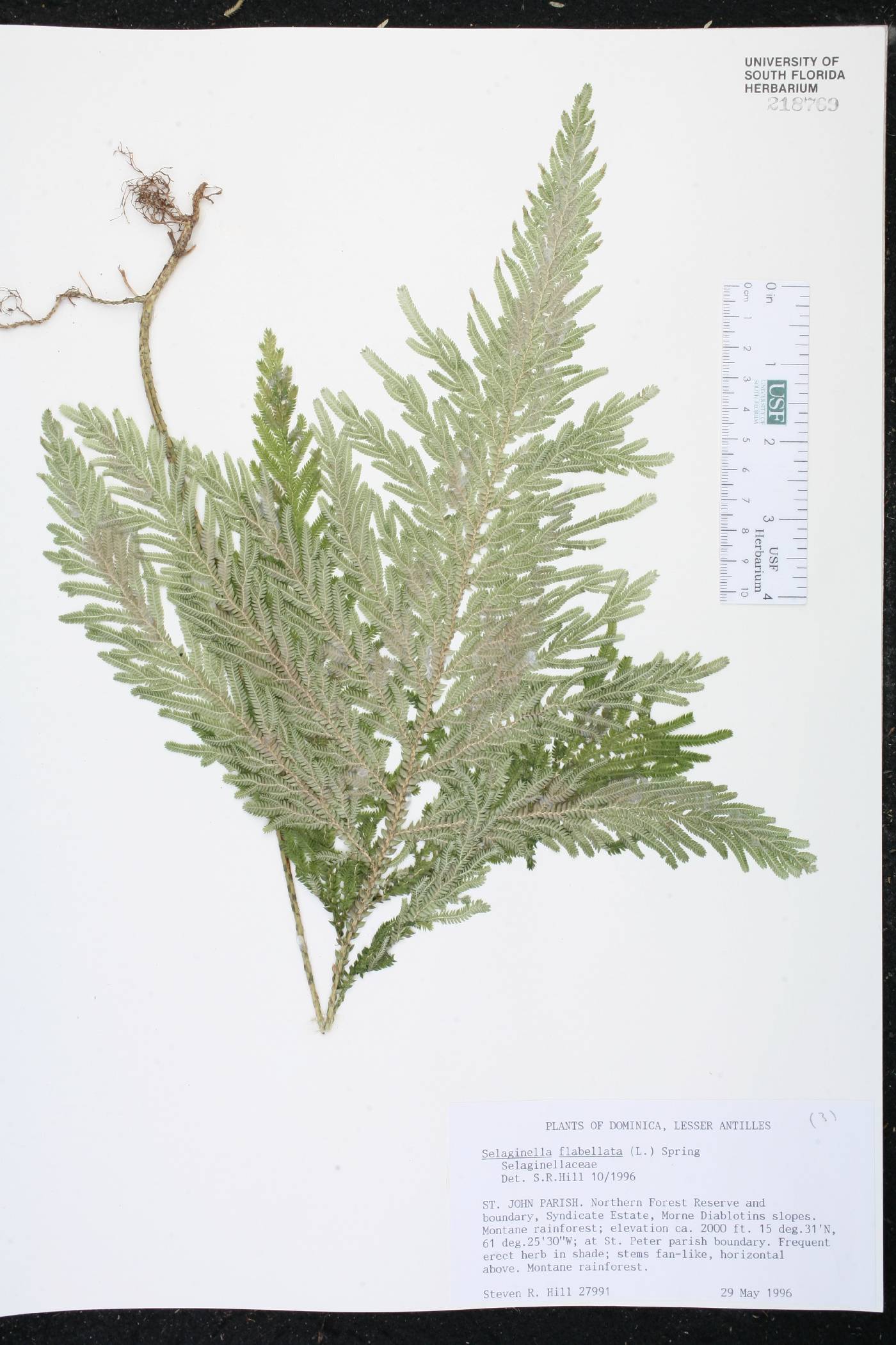 Selaginella flabellata image