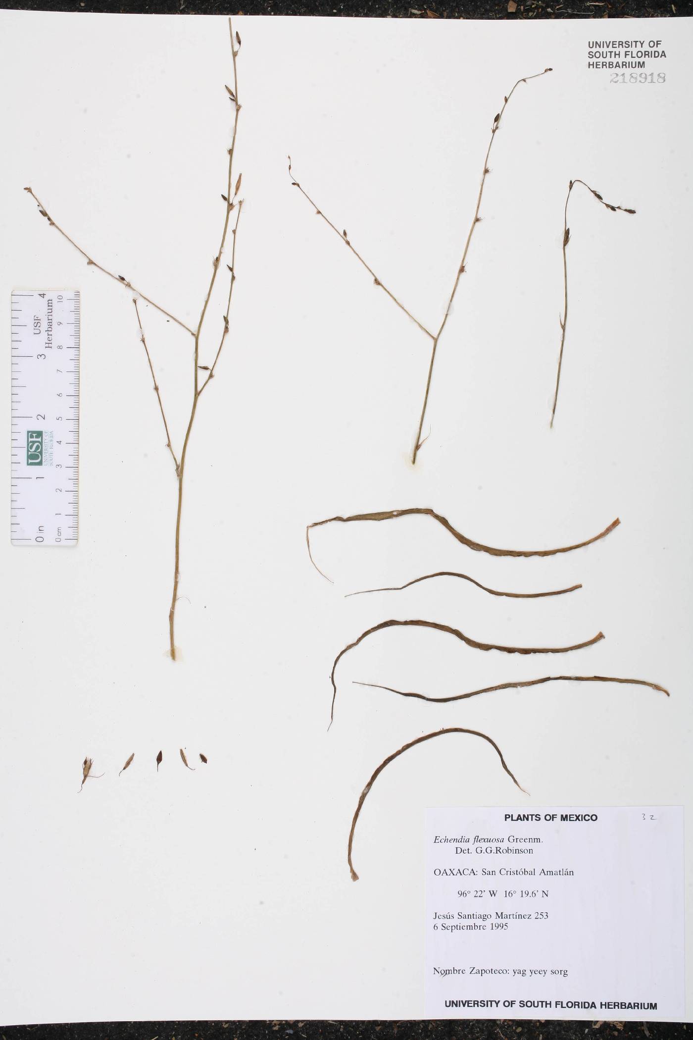 Echeandia flexuosa image