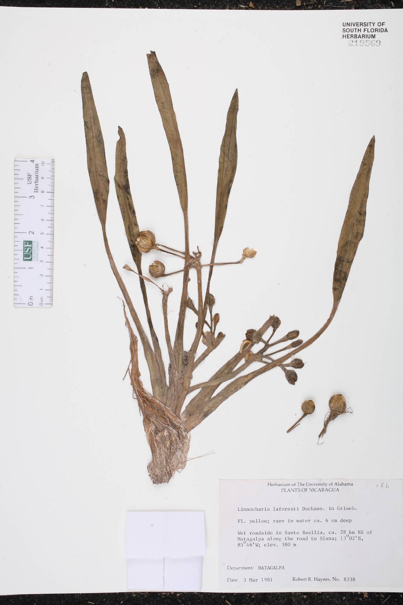 Limnocharis laforestii image