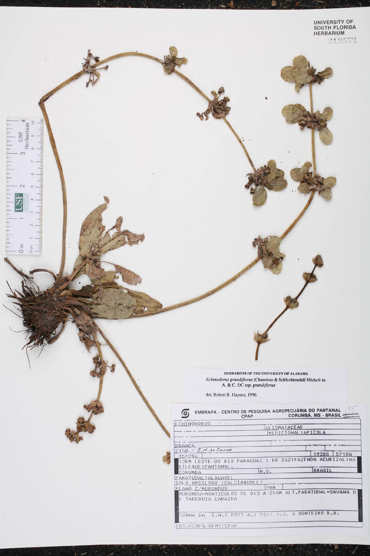 Echinodorus grandiflorus image