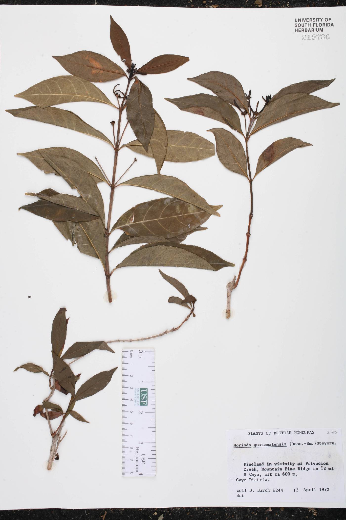 Morinda guatemalensis image