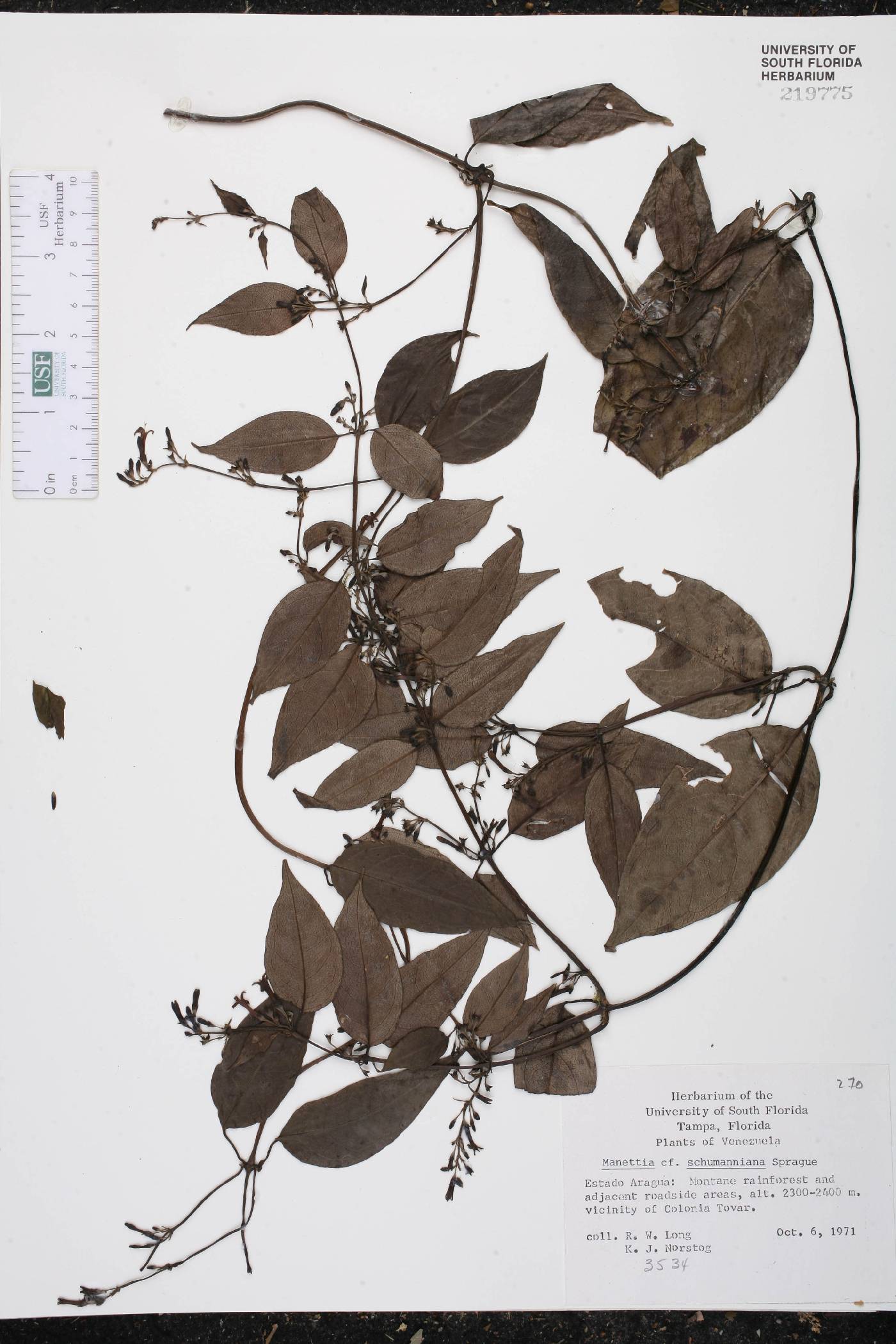 Manettia schumanniana image