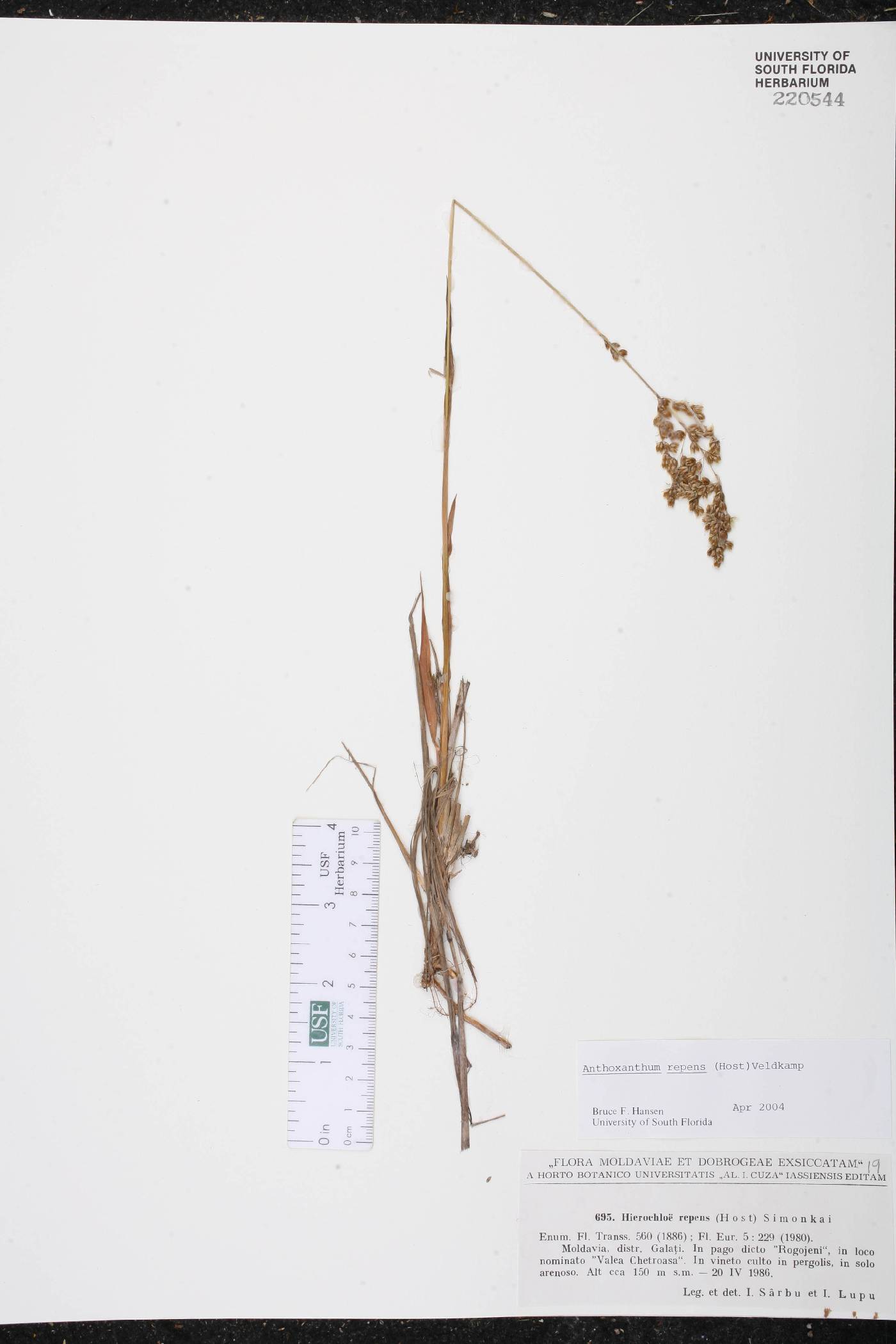 Anthoxanthum repens image