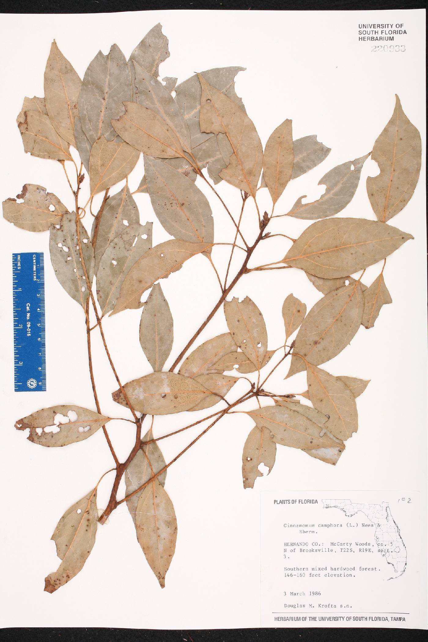 Cinnamomum camphora image