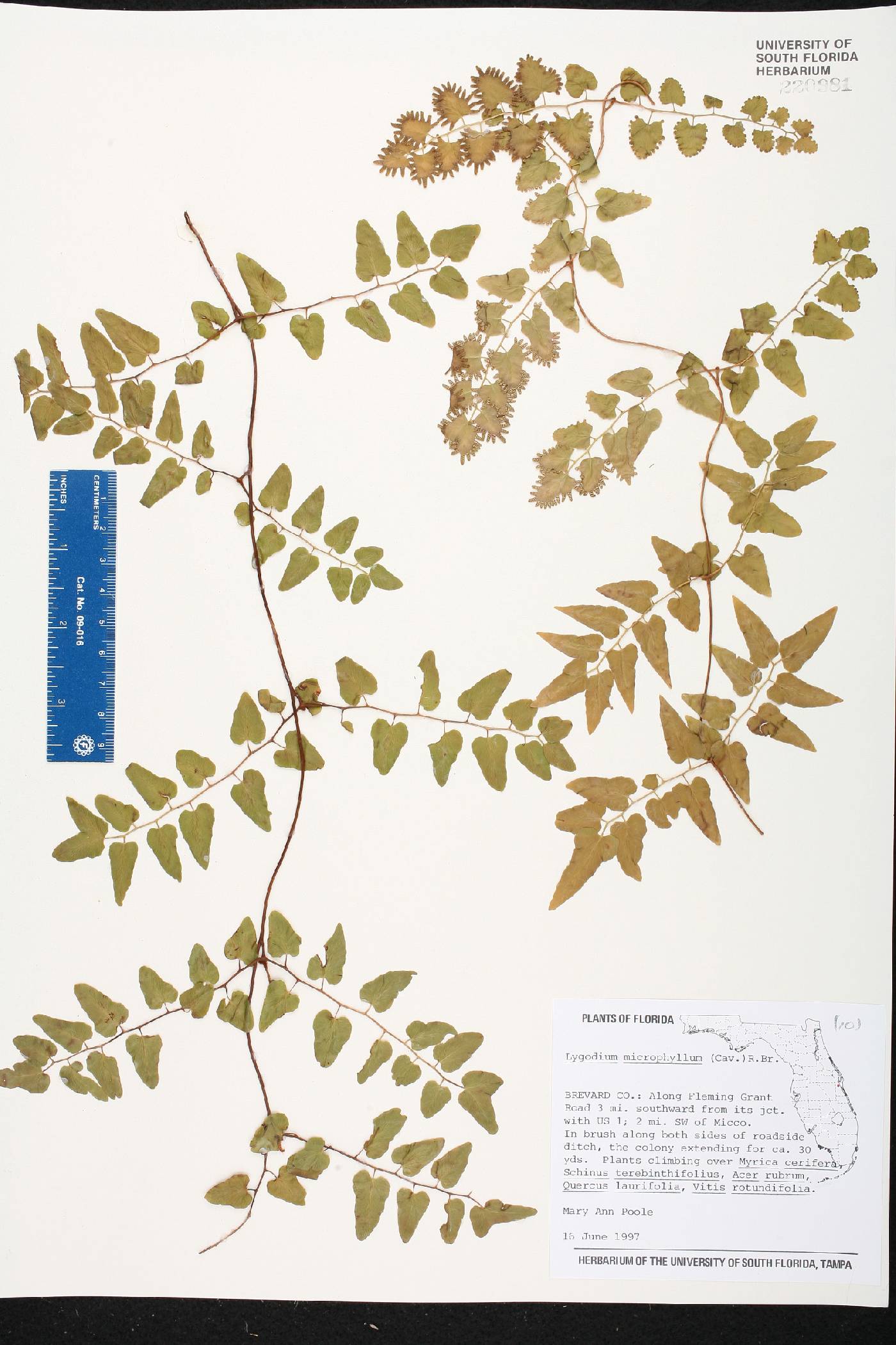 Lygodium microphyllum image