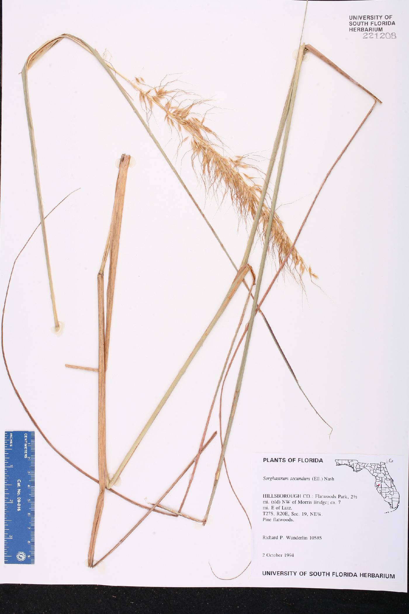 Sorghastrum secundum image