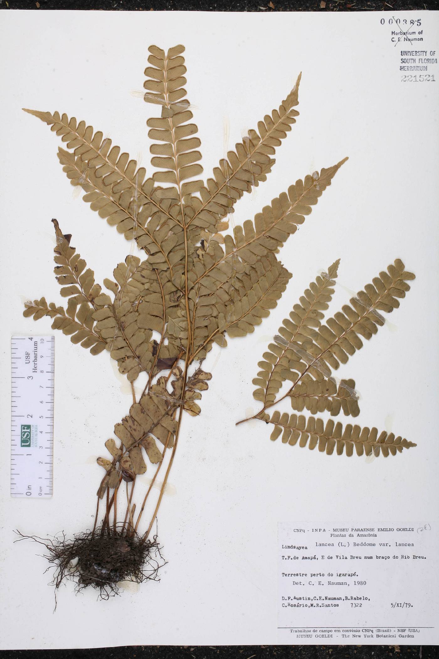 Lindsaea lancea var. lancea image