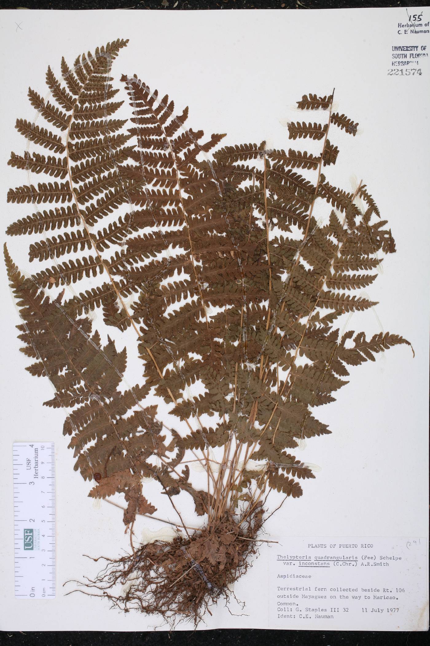 Thelypteris quadrangularis var. inconstans image