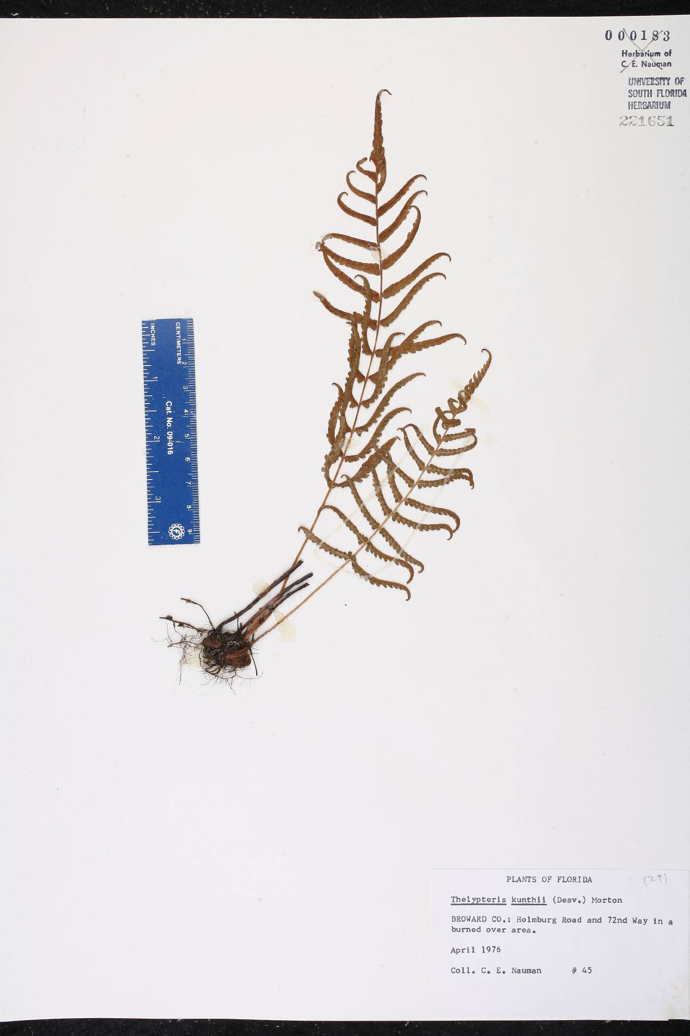 Thelypteris kunthii image