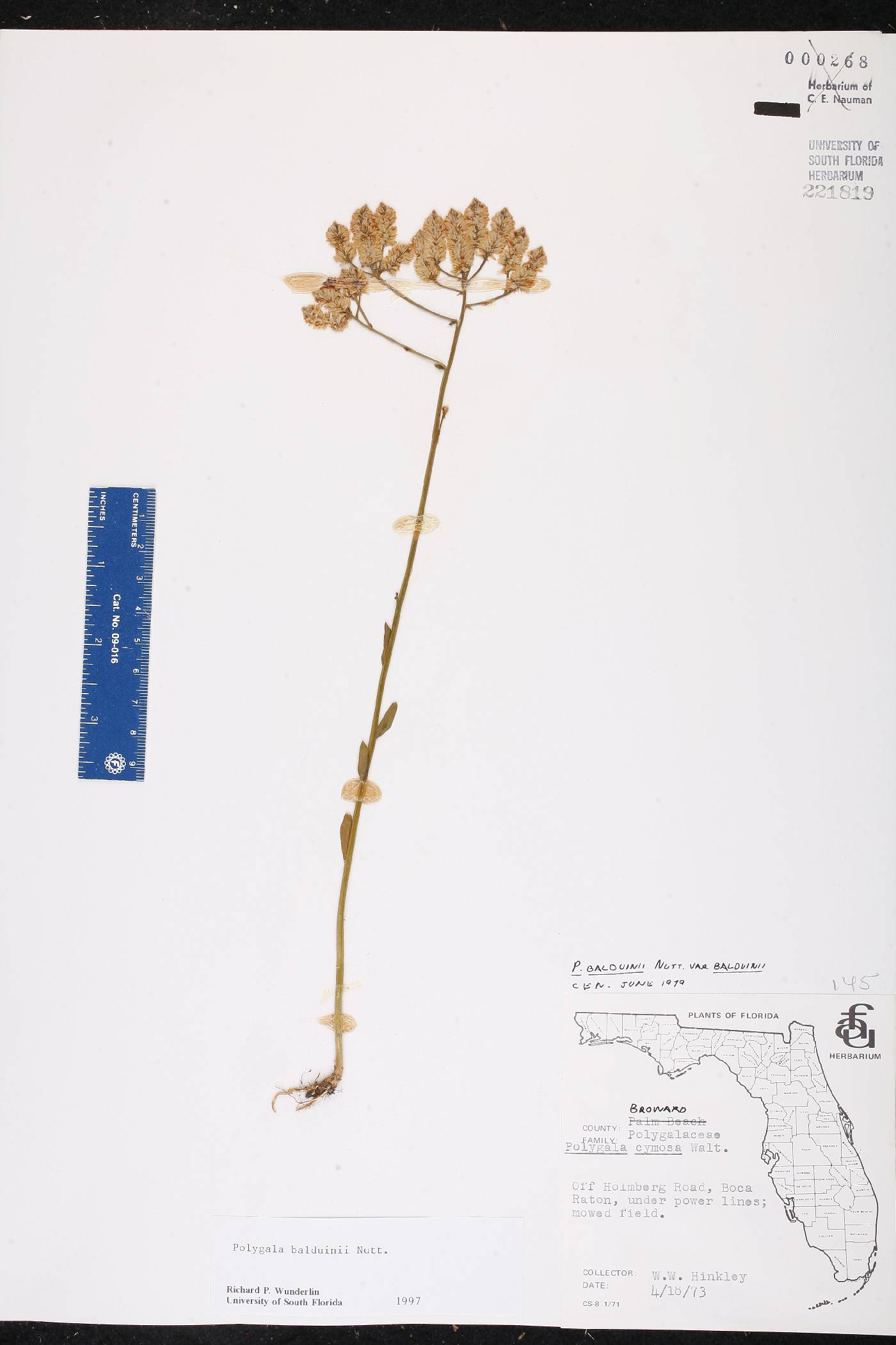 Polygala balduinii image