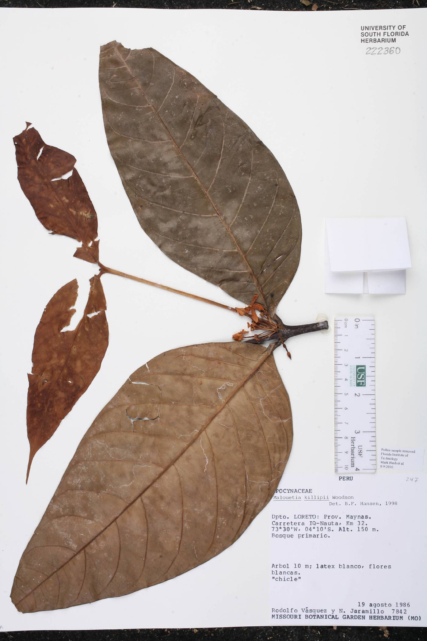 Malouetia killipii image