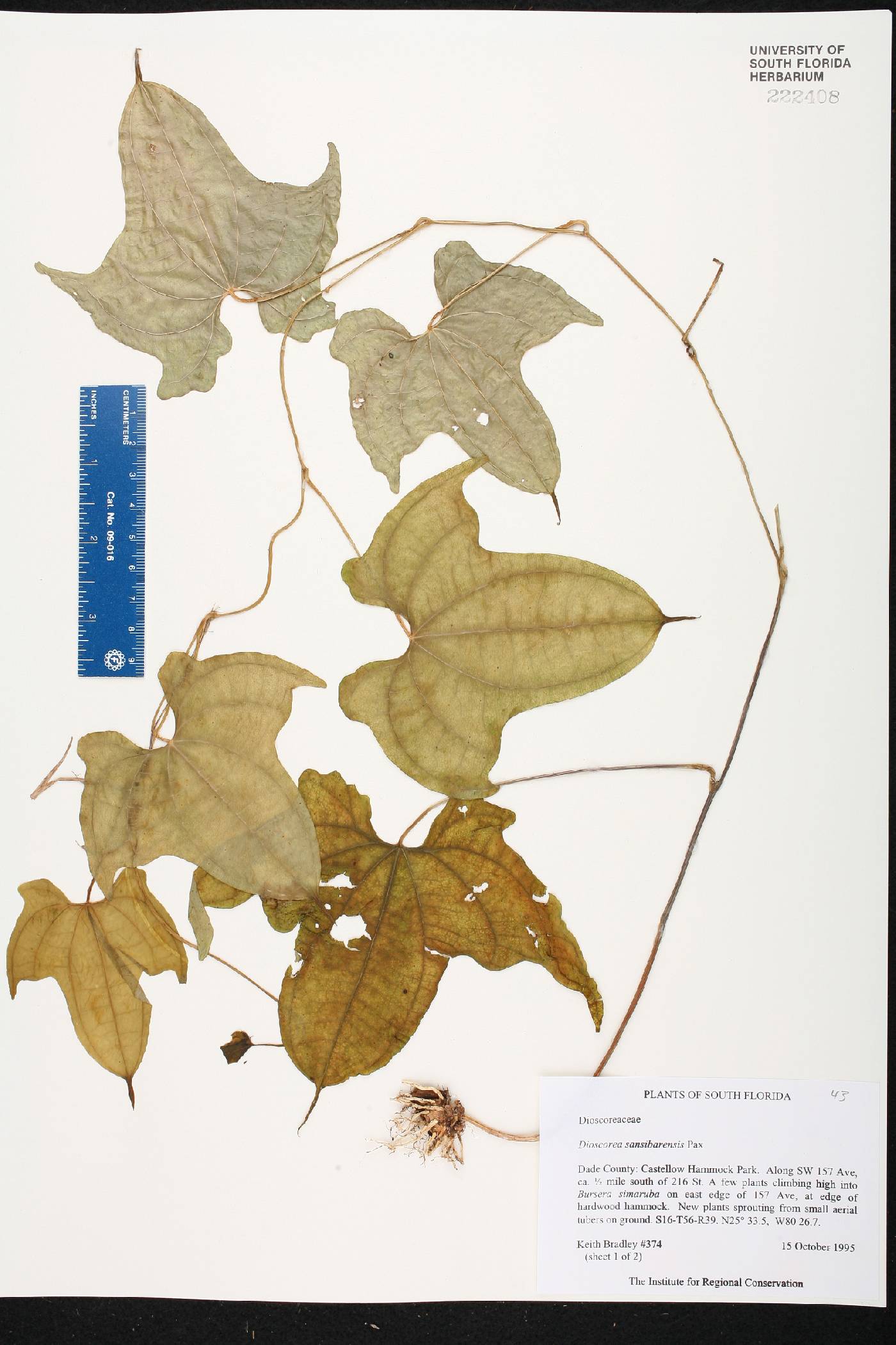 Dioscorea sansibarensis image