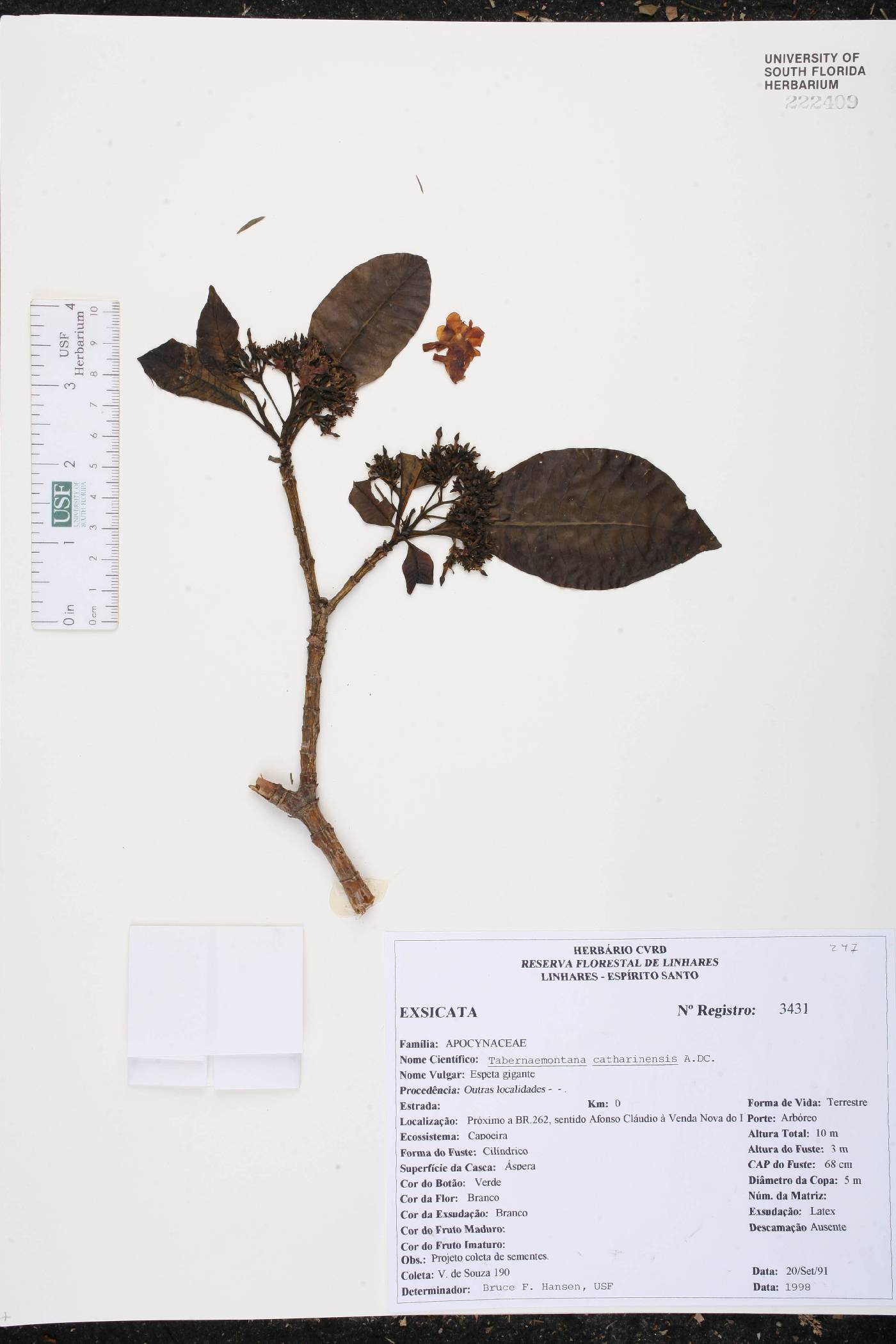 Tabernaemontana catharinensis image