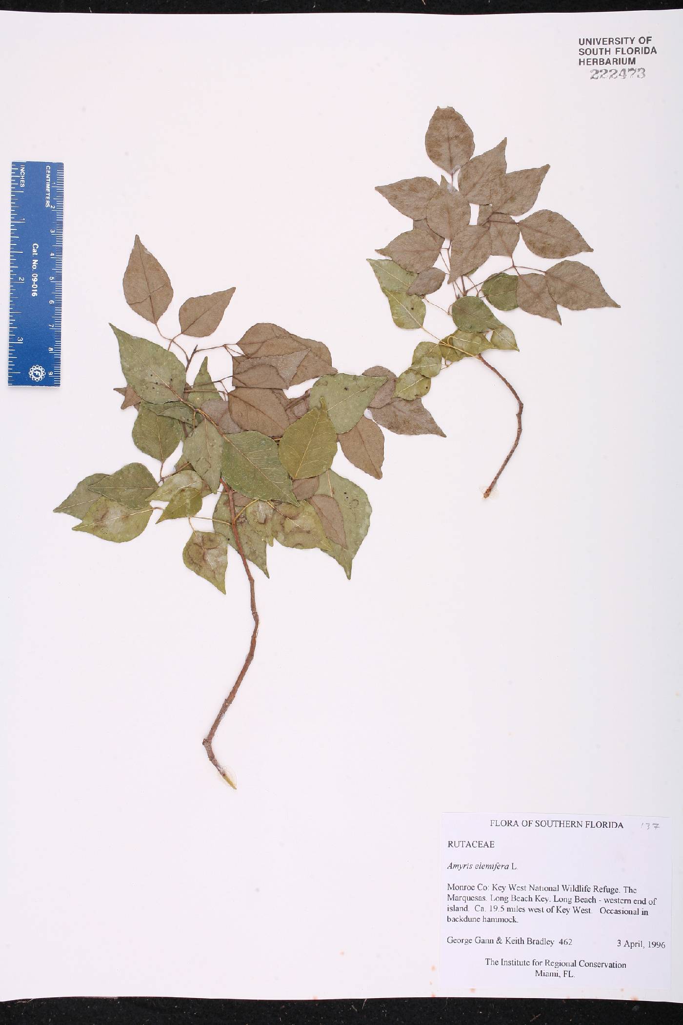 Amyris elemifera image