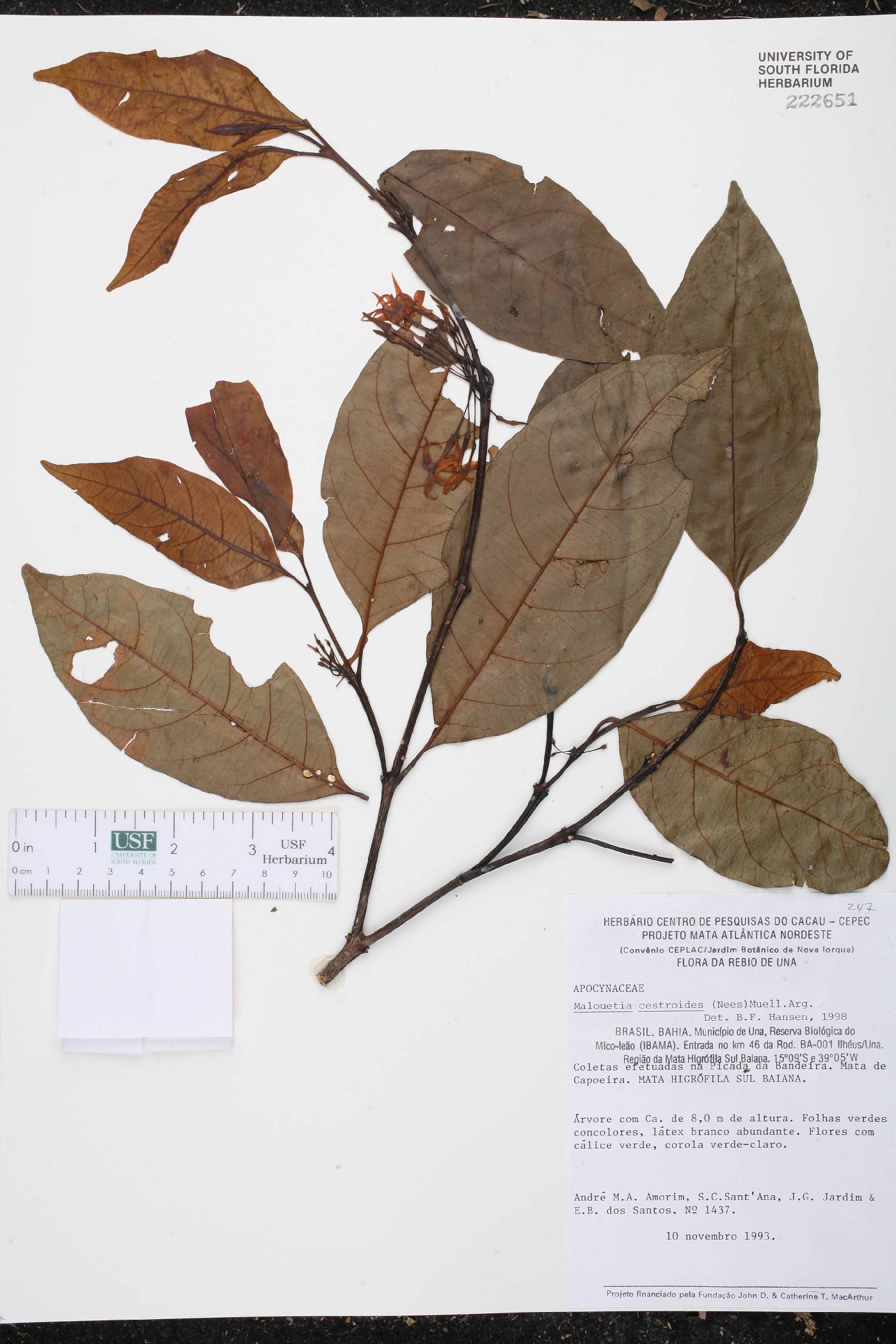Malouetia cestroides image