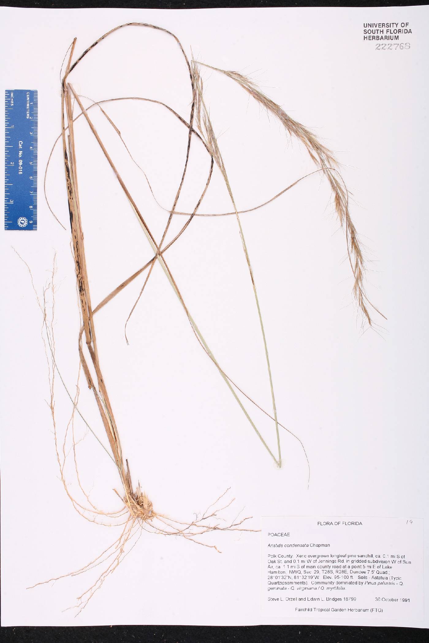 Aristida condensata image