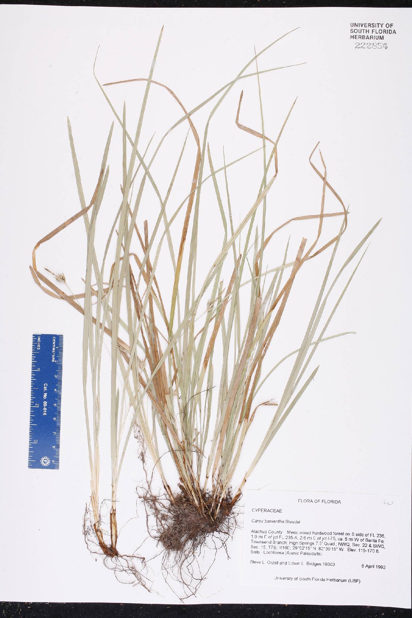 Carex basiantha image