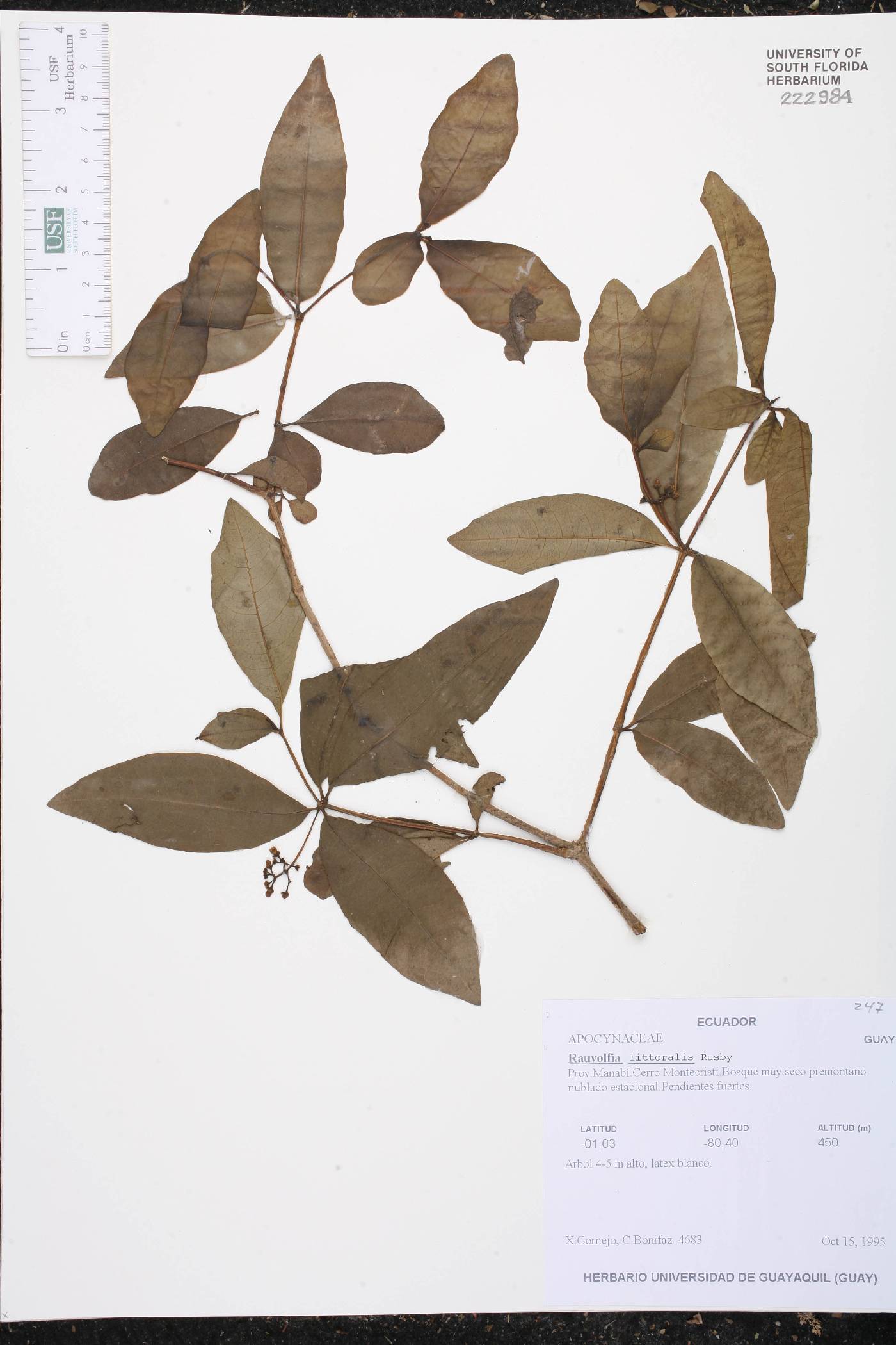 Rauvolfia littoralis image