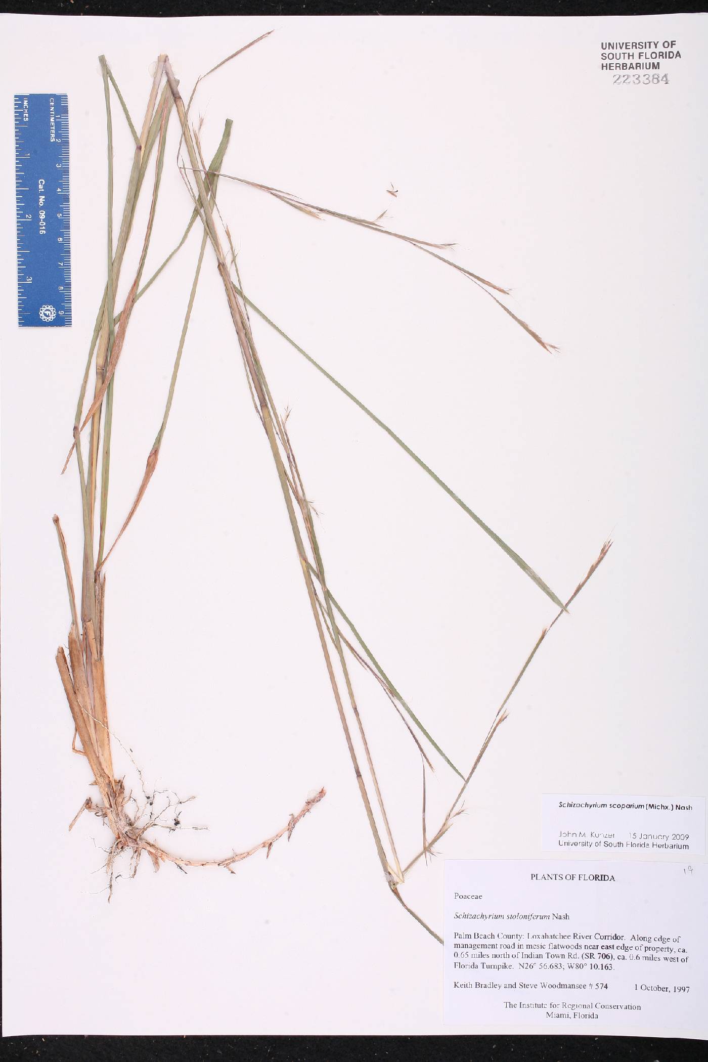 Schizachyrium stoloniferum image