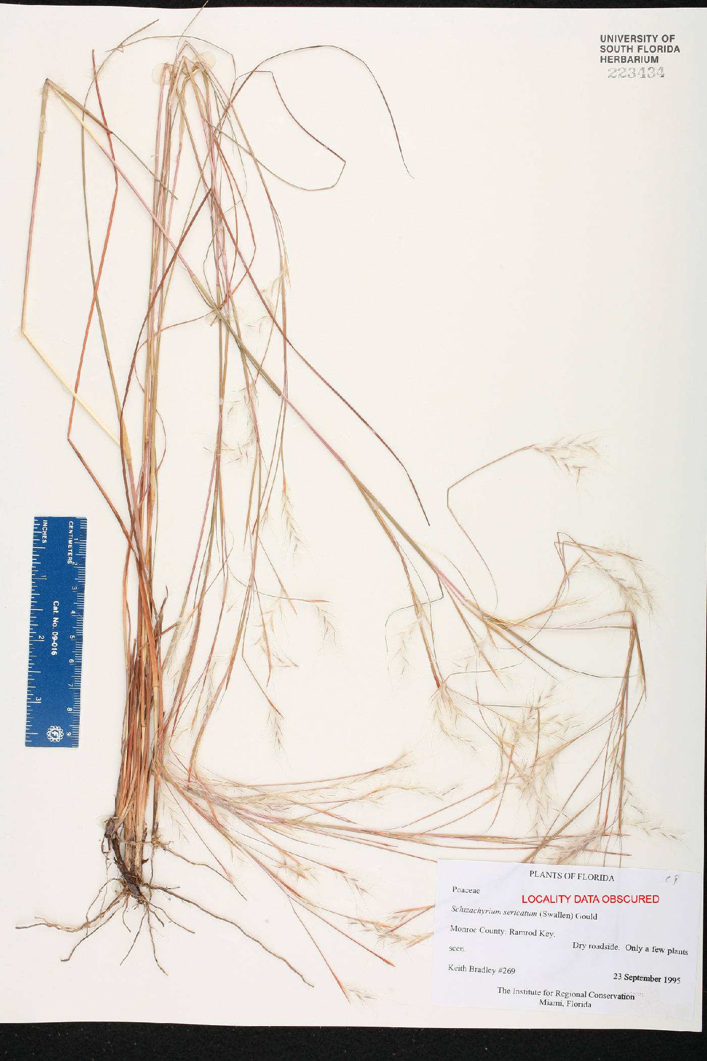 Schizachyrium sericatum image