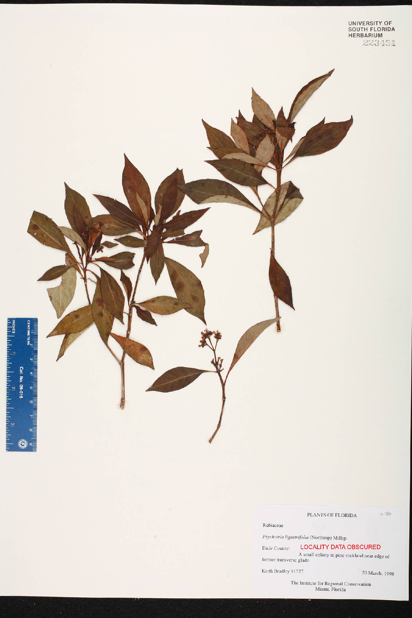 Psychotria ligustrifolia image
