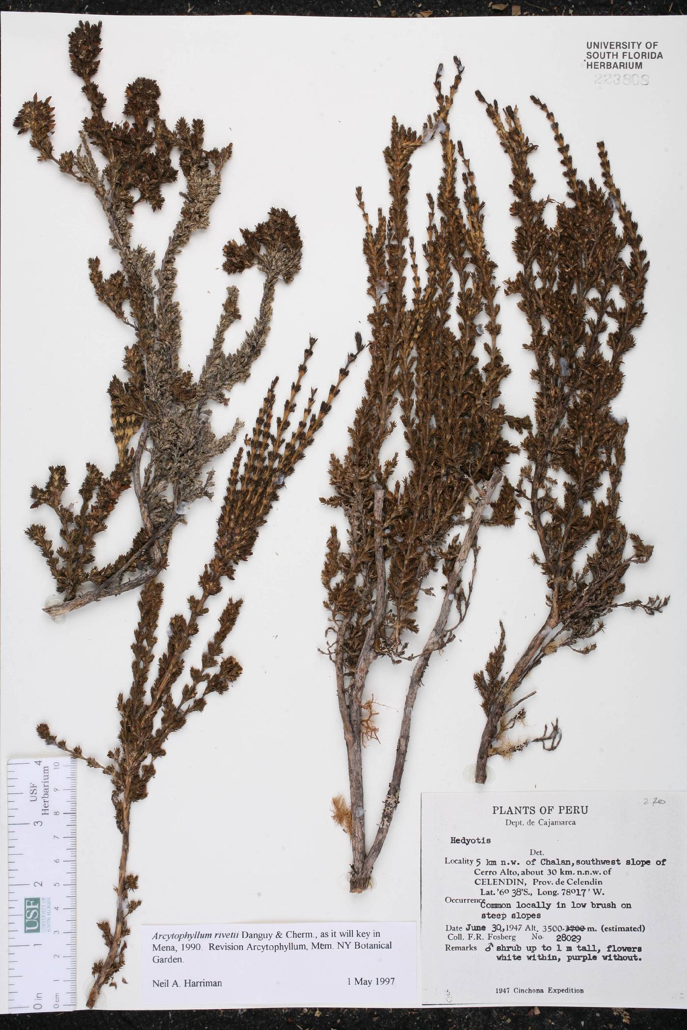 Arcytophyllum rivetii image