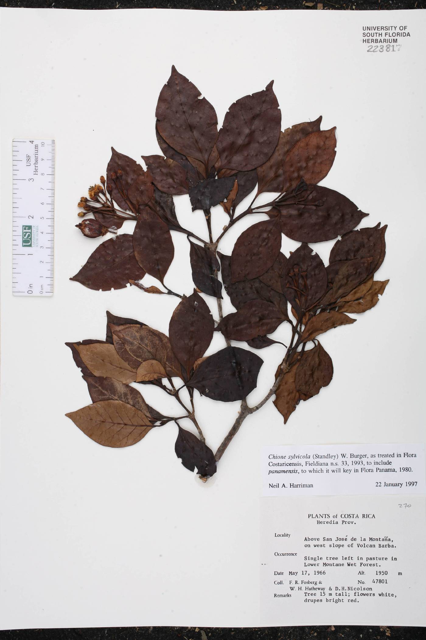 Chione venosa var. venosa image