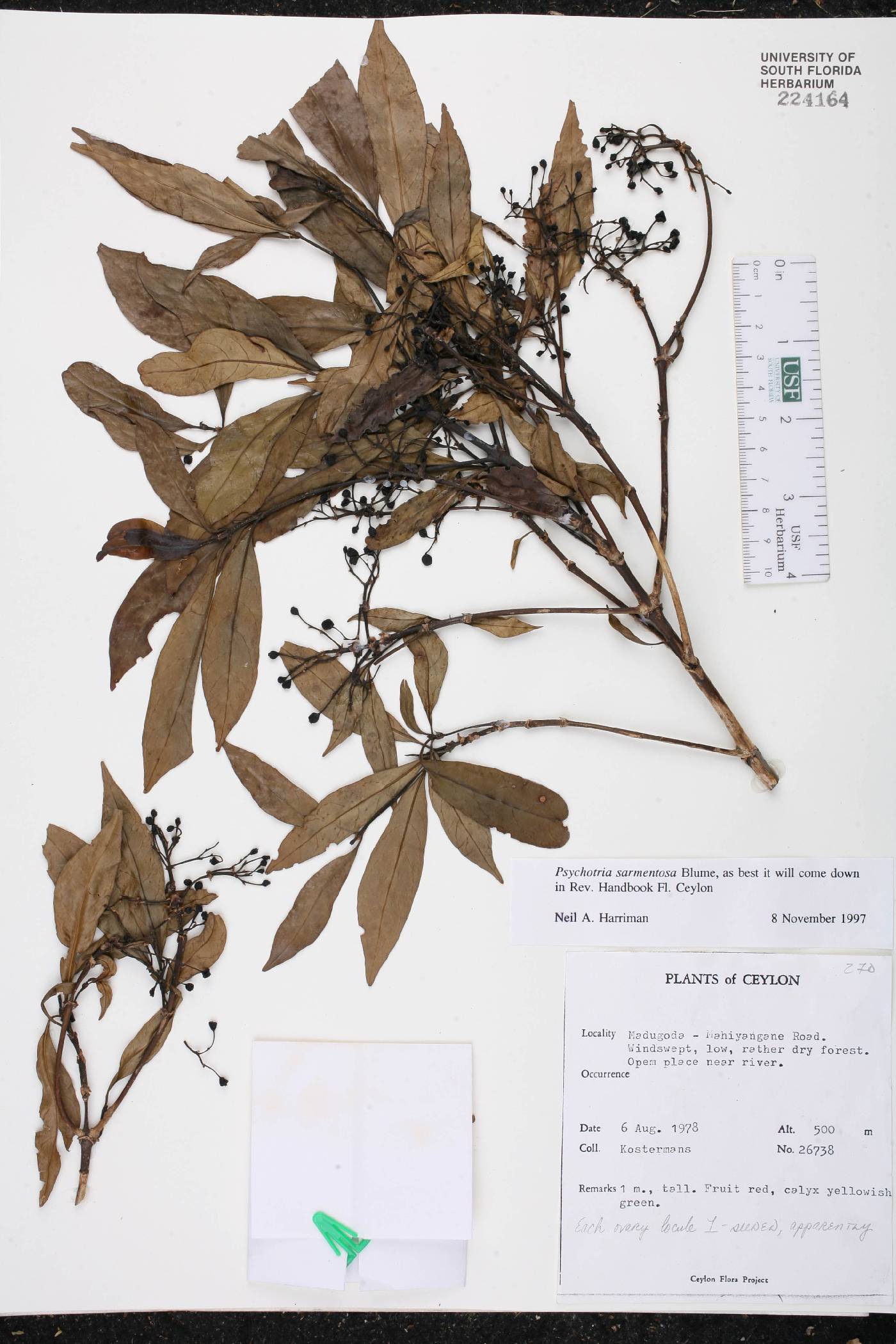 Psychotria sarmentosa image