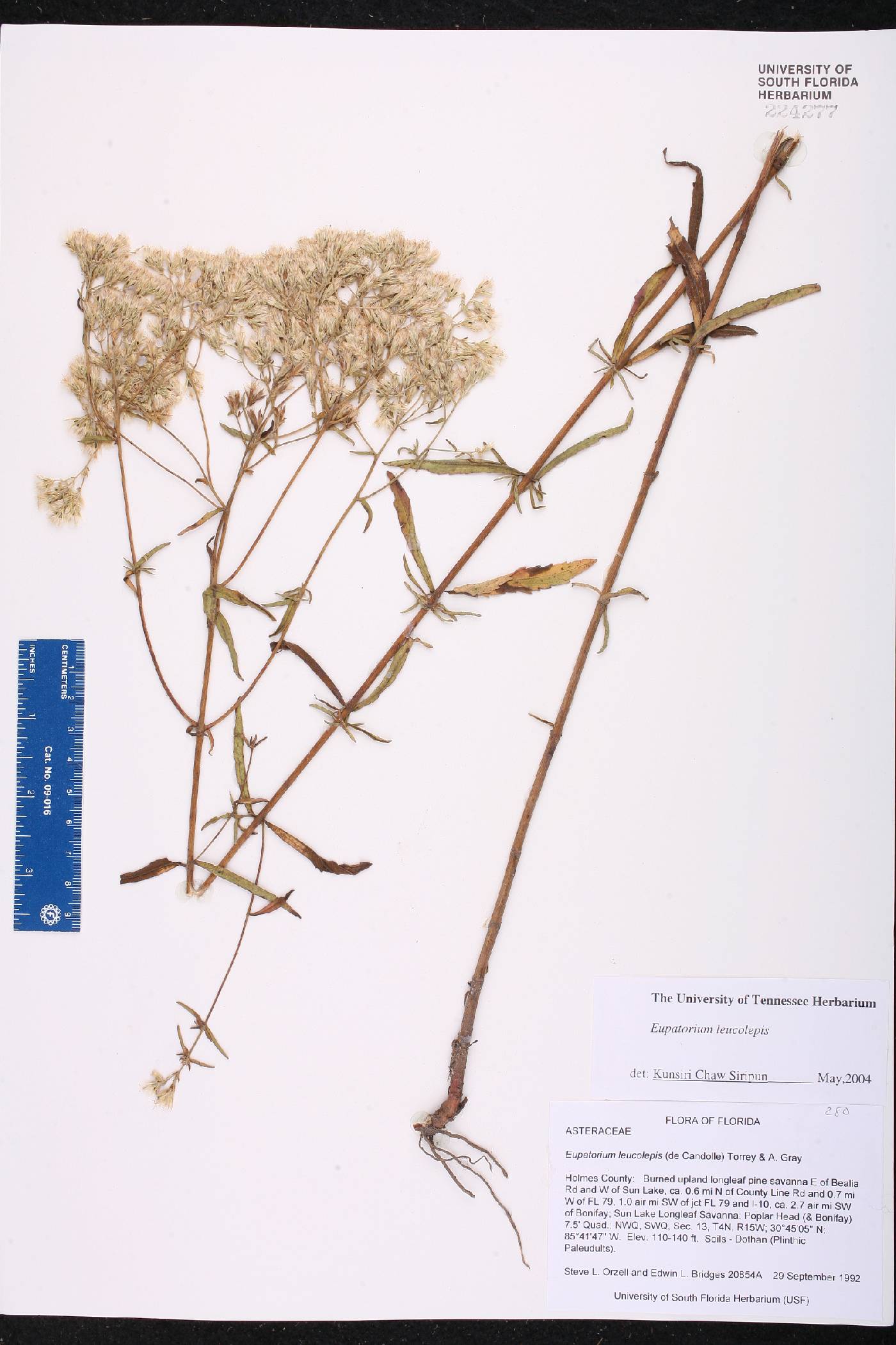 Eupatorium leucolepis image