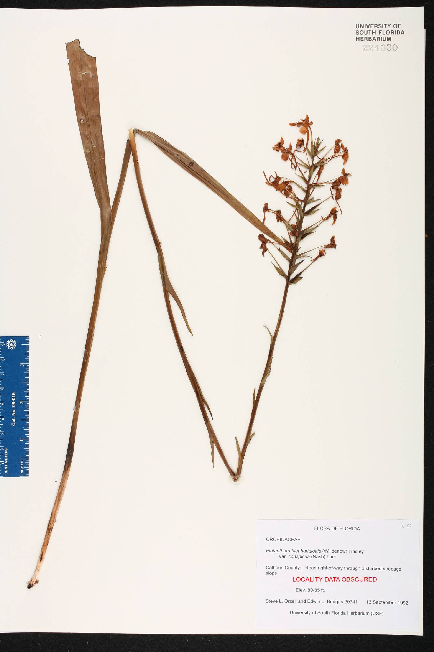 Platanthera blephariglottis var. conspicua image