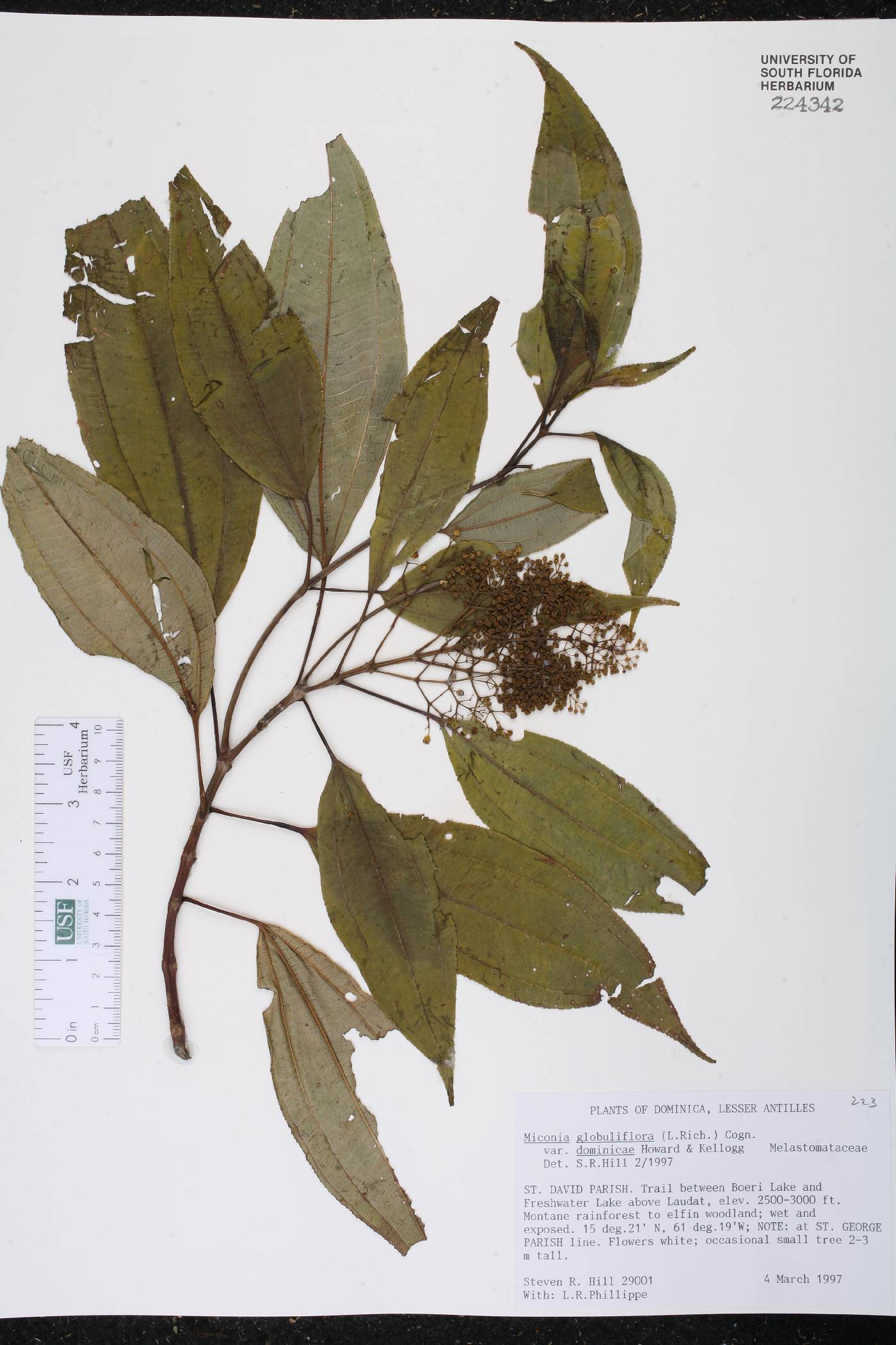 Miconia globuliflora image