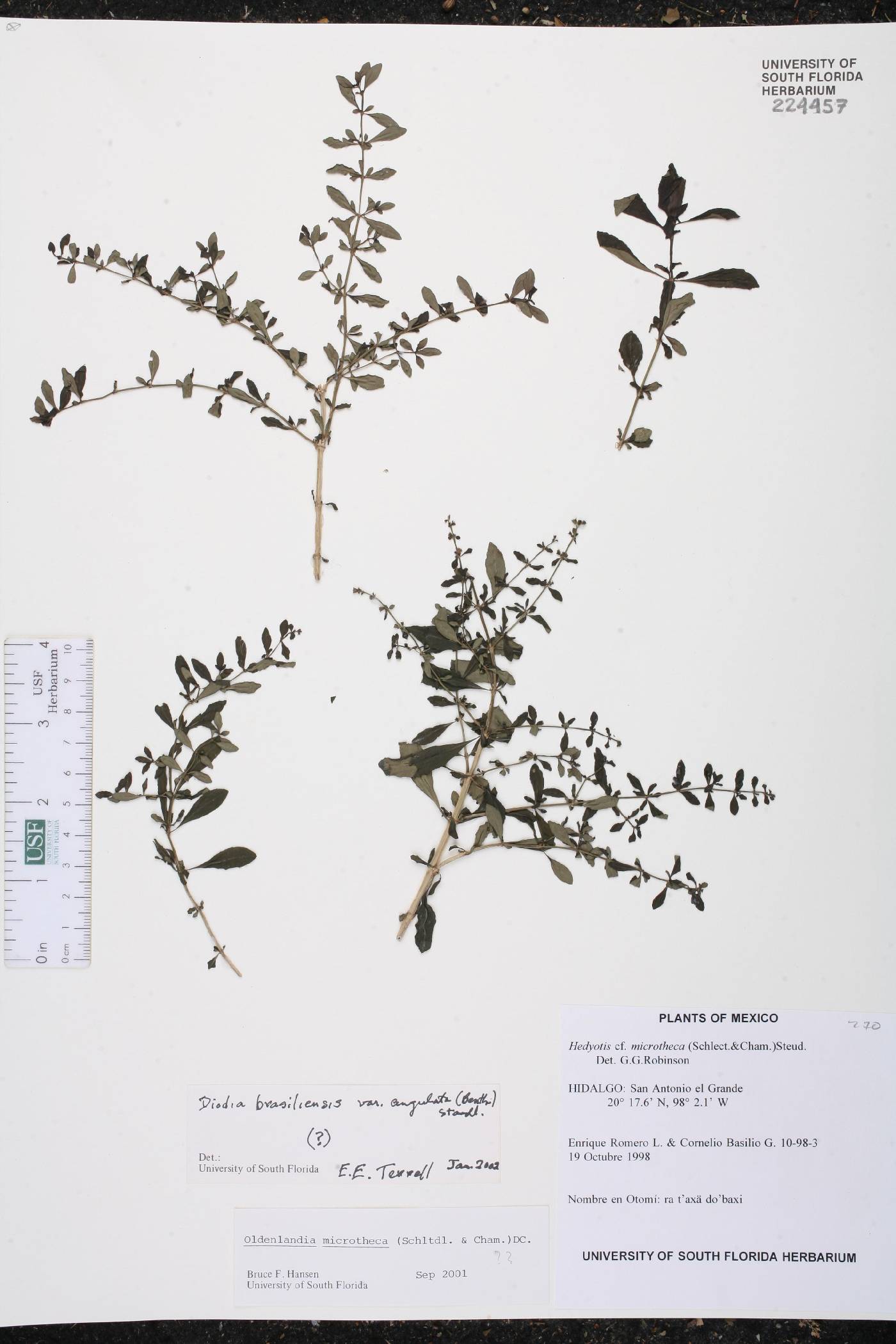 Diodia brasiliensis var. angulata image